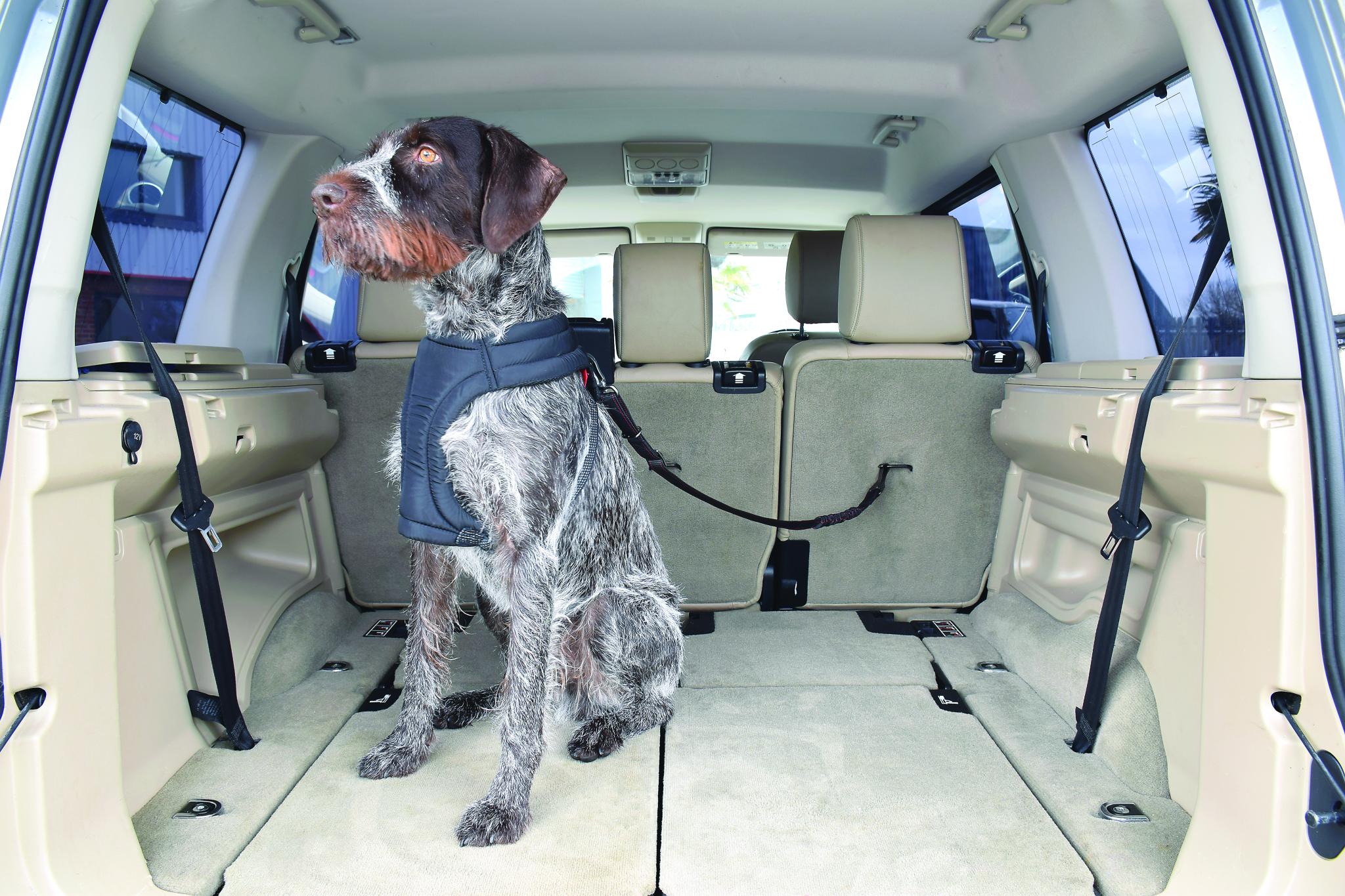 Kong Autogordel Hond Cargo Swivel 11X3,1X29 Cm