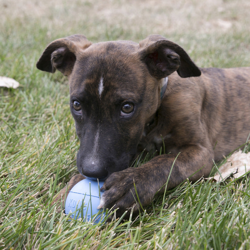 Kong Puppy Ball Roze Of Lichtblauw Assorti 7,5X7,5X7,5 Cm