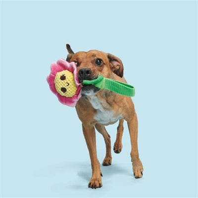 Bark Penny Pechewnia Bloem Pluche Roze / Geel 24X14X4 Cm Tot 20 Kg