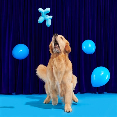 Bark Bob The Balloon Birthday Super Chewer 19X8X17 Cm