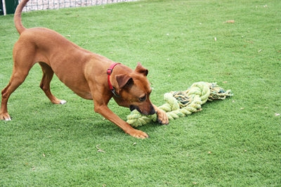 Happy Pet King Size Tug Flostouw L 101X18 Cm