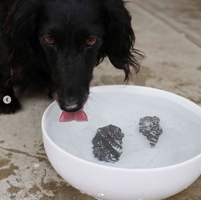 Dog Rocks 200 Gr