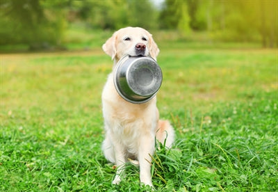 Happy Pet Voerbak Rvs 11 Cm