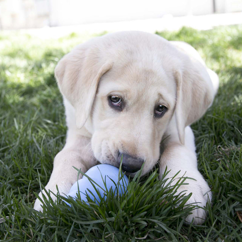 Kong Puppy Roze Of Blauw Assorti