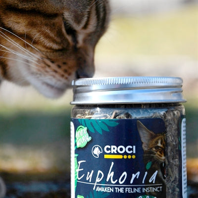 Croci Euphoria Catnip Pot 25 Gr