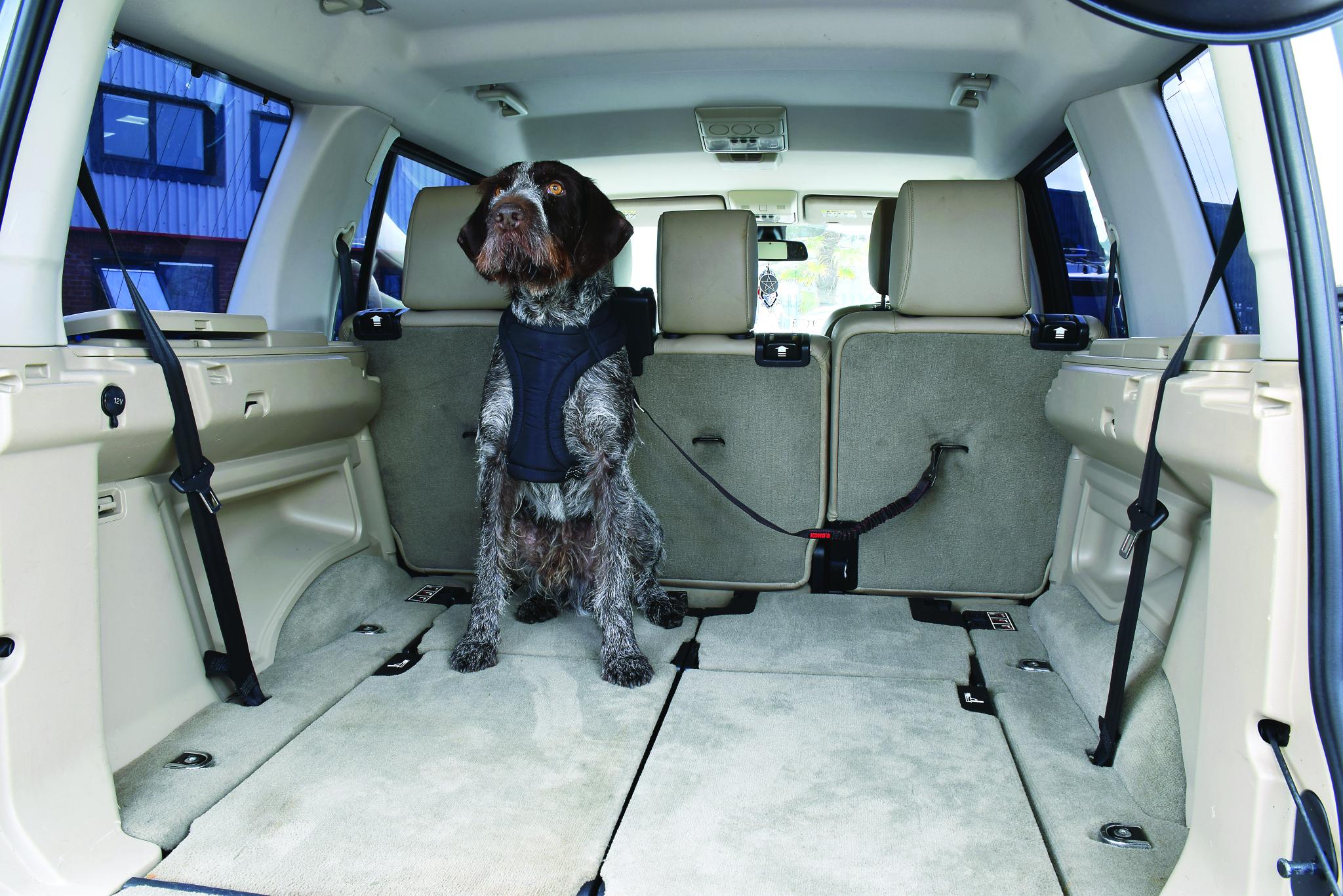 Kong Autogordel Hond Cargo Swivel 11X3,1X29 Cm