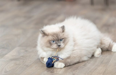 Trixie Zeedier Pluche Met Catnip Assorti 5-8 Cm