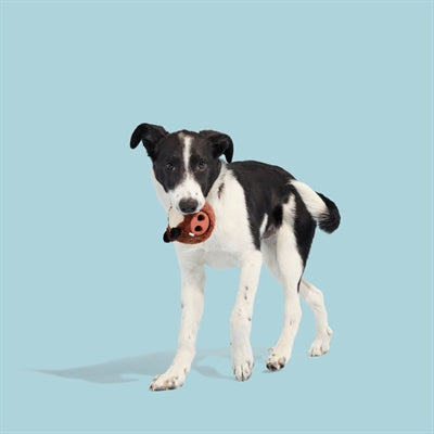 Bark Wild Boris Zwijn Super Chewer 10X9X9 Cm