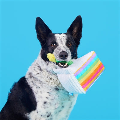 Bark Barkday Cake Birthday 21X17X13 Cm