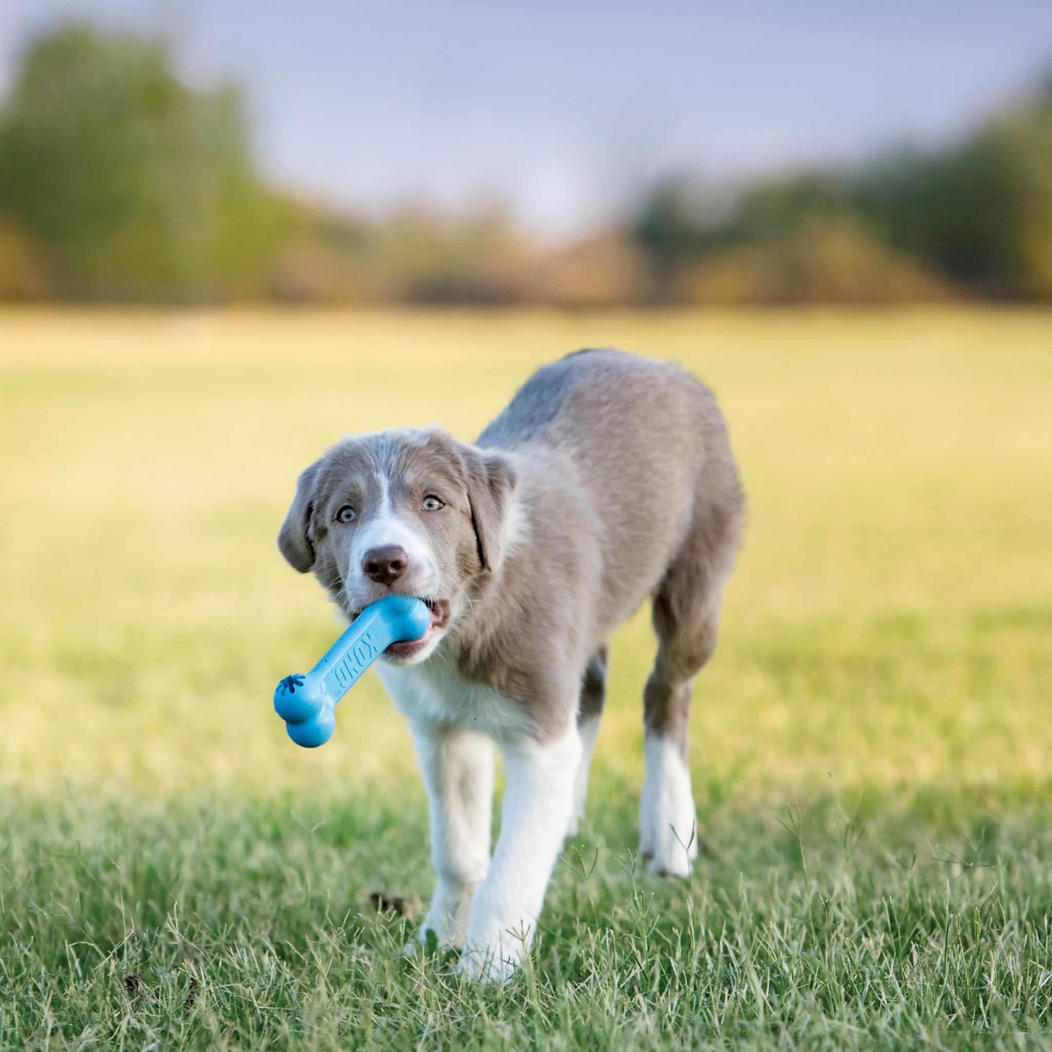 Kong Puppy Goodie Bone Roze Of Blauw Assorti 13X5X3 Cm