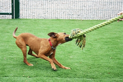 Happy Pet King Size Tug Flostouw L 101X18 Cm
