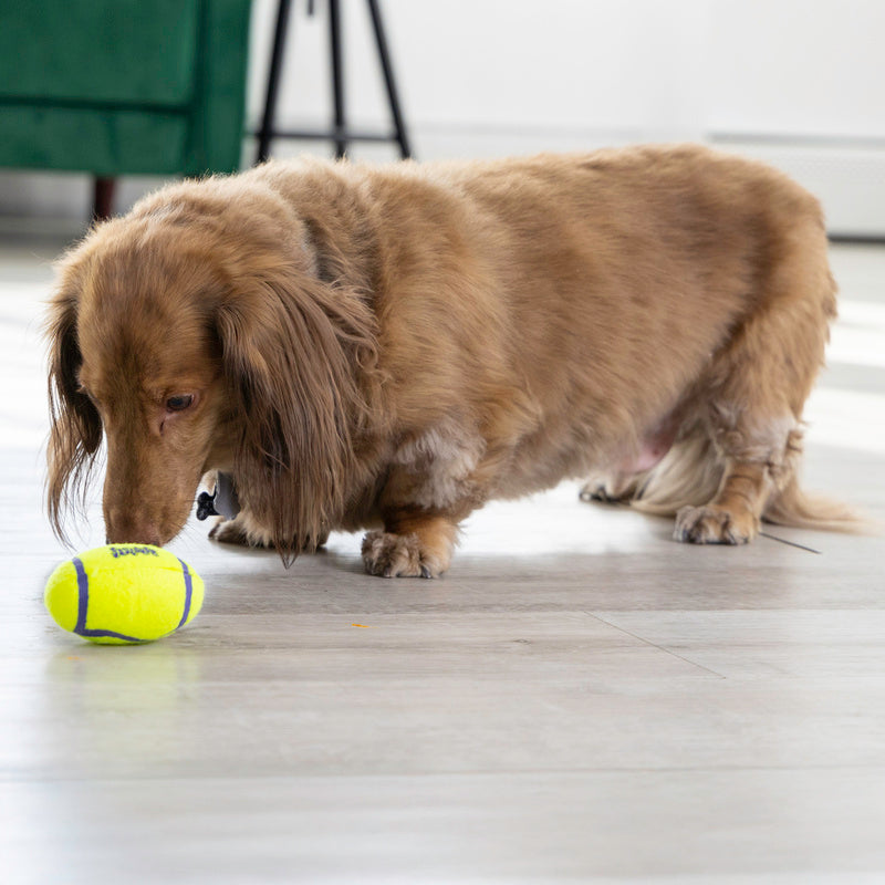 Kong Airdog Football Geel